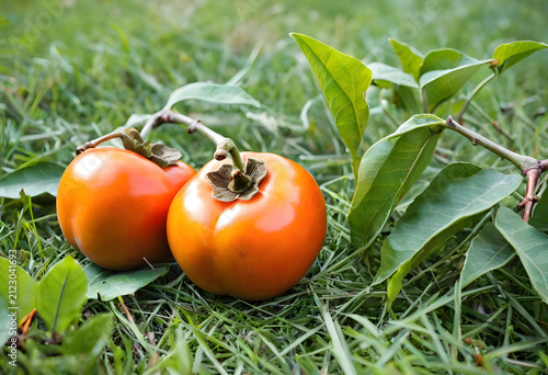 Two ripe orange persimmon f...