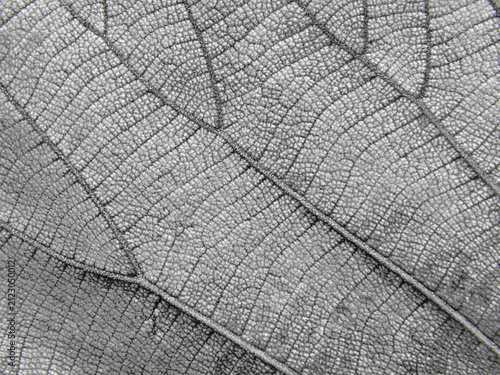 A close up macro photograph of leaf texture in black and white showing detailed natural vein structure, cellular pattern, and leaf ribs