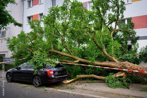 Cuadro en lienzo A large tree has fallen onto a parked black station wagon on a city street after a storm