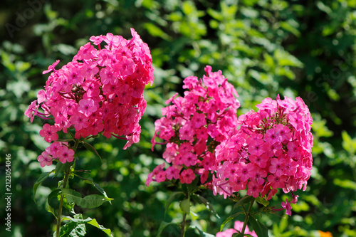 pink phlox in the garden

