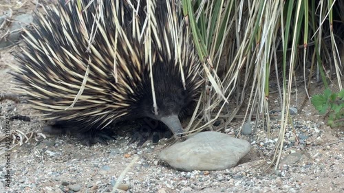 Short beaked echidna (Tachyglossus aculeatus) close up walking along a sandy track on the Fleurieu Peninsula in South Australia in 4K footage