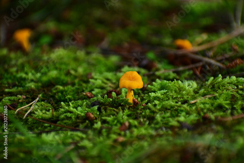 苔の中のヒナノヒガサ