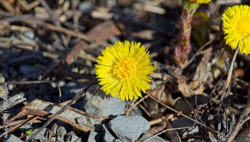 First spring coltsfoot blooms blooming on dry forest ground.