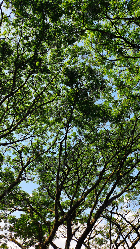 Fototapeta premium Sunlight Filtering Through Lush Green Tree Canopy Against Blue Sky