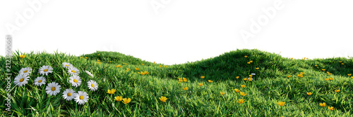 Rolling green grass hills with white daisies and yellow wildflowers for natural springtime meadow landscape and floral garden backgrounds isolated on a transparent background