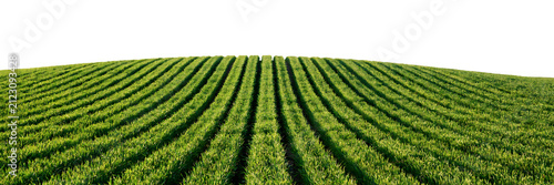 Panoramic view of a lush green agricultural field with perfectly straight crop rows stretching across a gentle rolling hill under a clear sky isolated on a transparent background