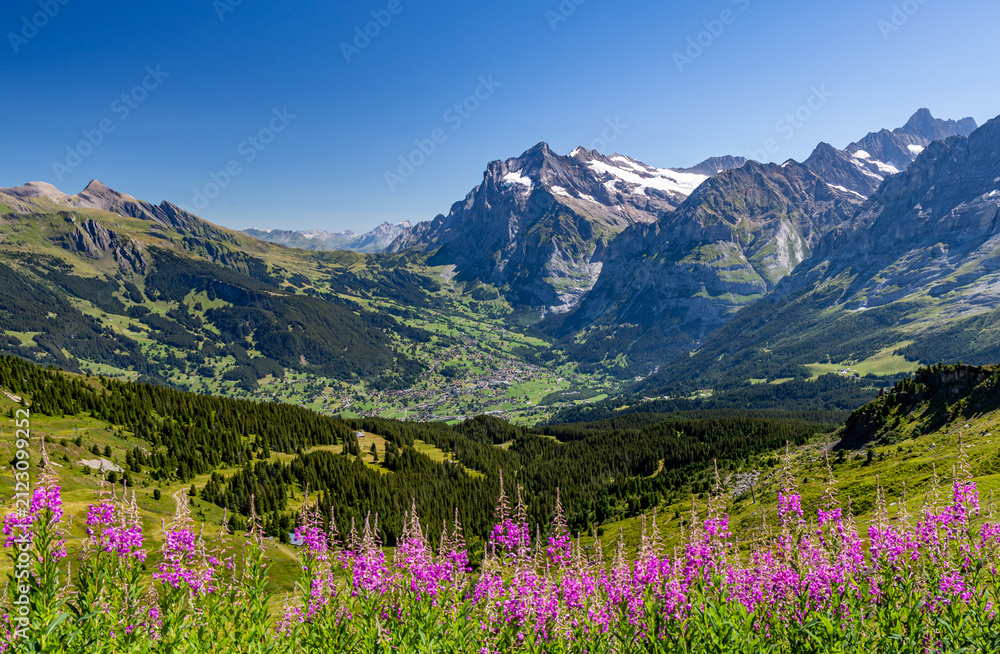 Obraz premium alpine meadow with flowers, grindlewald