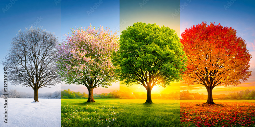 Obraz premium Four Seasons Panorama with Same Tree in Winter Spring Summer and Autumn