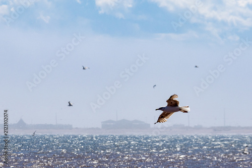 Fotografie Gaspesie, Canada, 17 June 2026 : A seagull soars above the sparkling ocean water under a bright sky with distant coastline visible