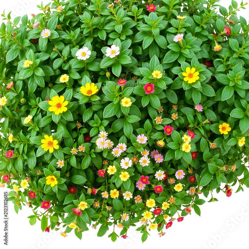 Vibrant blooming lush green shrub with colorful flowers. Dense ornamental plant foliage for garden landscaping and outdoor decor.