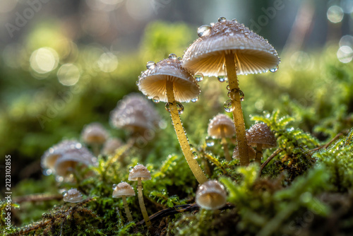 Tiny Forest Mushrooms with Dew Drops in Moss Macro Photography
