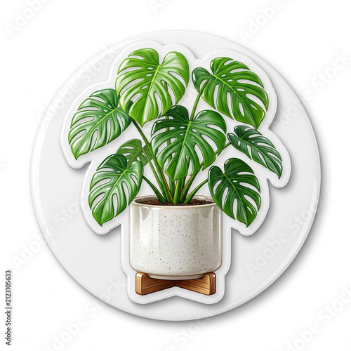 Monstera Houseplant in Pot Isolated on White Background