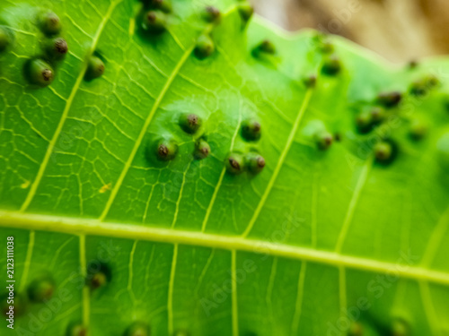 Quadro su tela Symptoms of leaf galls on mango leaves, generally caused by the attack of small insect larvae such as fruit flies or gall midges or Procontarinia spp