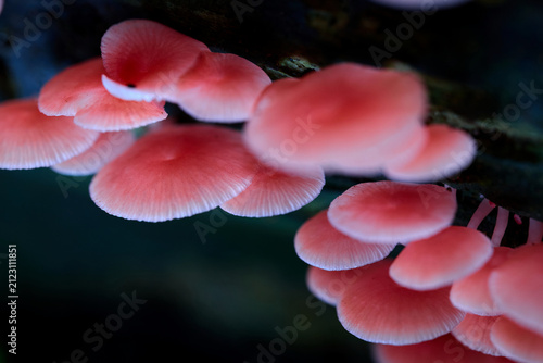 Close-up view of Pink Mushrooms Growing on Wood