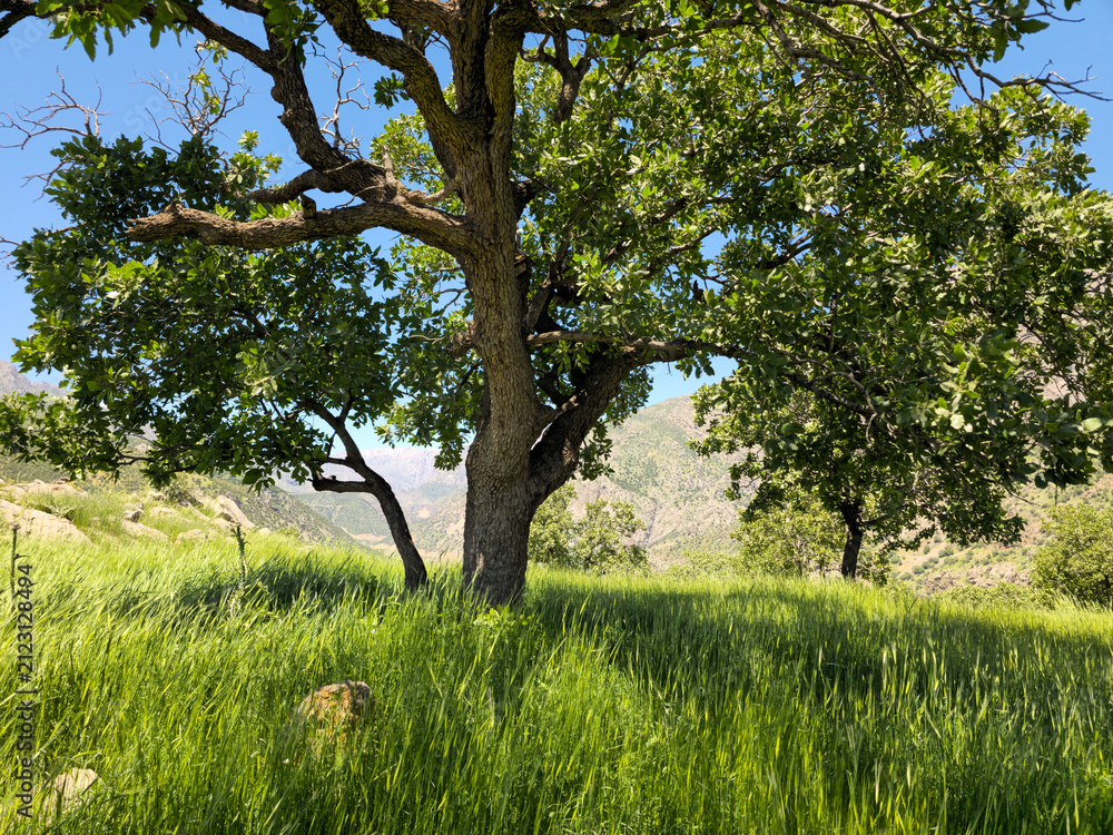 Fototapeta premium A majestic spring-green meadow stretches beneath a leafy orchard tree, with distant mountain slopes and clear blue skies creating a serene pastoral landscape. 📍 Hawraman Takht, Kurdistan, Iran 