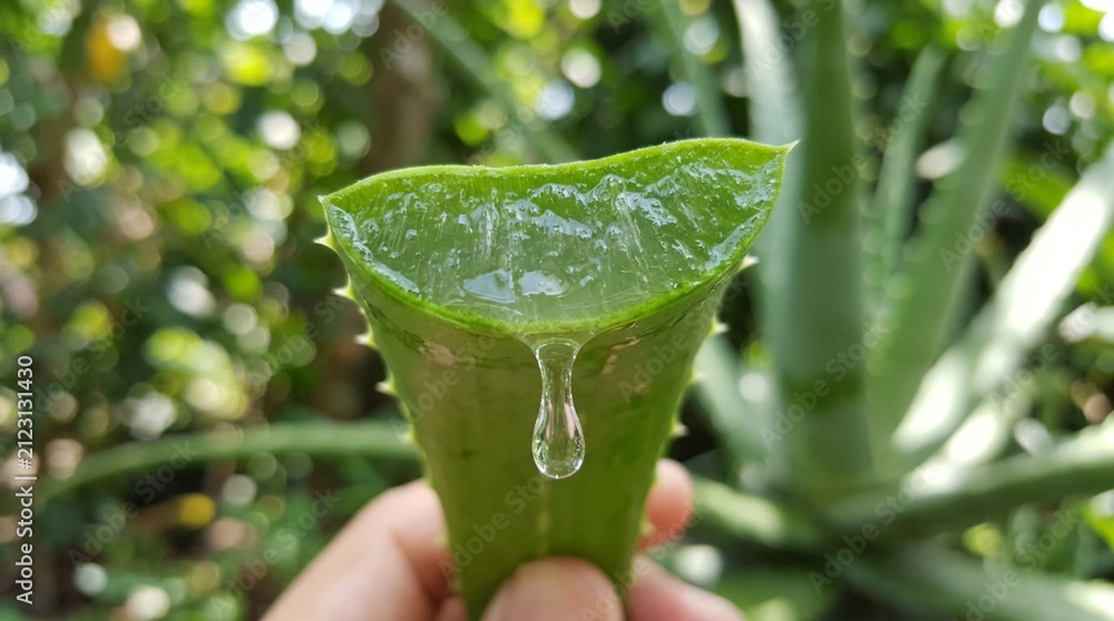 Obraz premium Cross-section close-up of freshly cut green aloe vera leaf with clear transparent gel droplet dripping slowly, held in hand, lush blurred background, natural herbal remedy and skincare ingredient