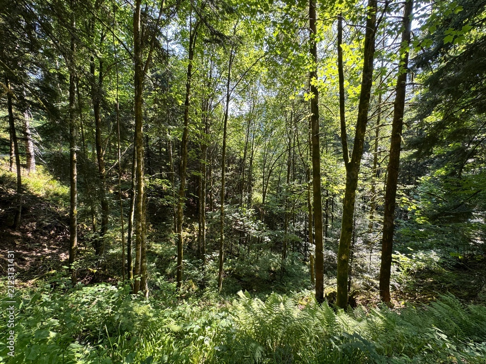 Fototapeta premium Mixed forest in the Black Forest National Park or mixed trees of the Black Forest, Germany - Mischwald im Nationalpark Schwarzwald oder Mischwälder des Schwarzwaldes, Deutschland