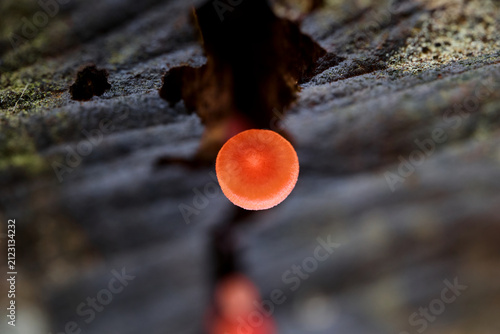 Close-up view of Orange Mushrooms Growing on Wood