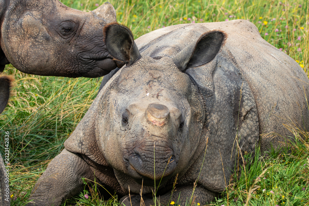 Obraz premium Greater One-horned Rhino at a local zoo