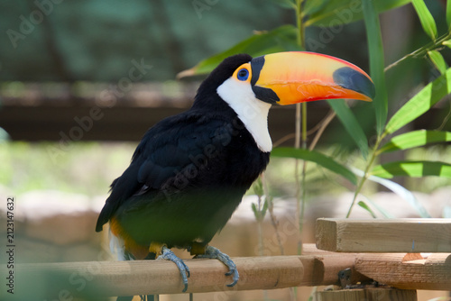풍성한 대나무 잎 배경 속 구조물 위에 앉아 있는 토코투칸 (Toco toucan perched on a bamboo structure with lush green leaves background)