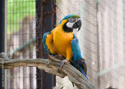 나뭇가지 위에 앉아 있는 화려한 청금강앵무 (Blue-and-yellow macaw perched on a wooden branch)