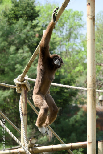대나무 대에 한 손으로 매달려 있는 흰손긴팔원숭이 (White-handed gibbon hanging by one hand from a bamboo pole)