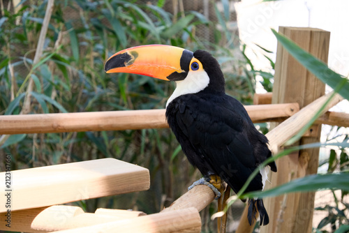 나무 구조물 위에 앉아 있는 토코투칸 (Toco toucan perched on a wooden structure)