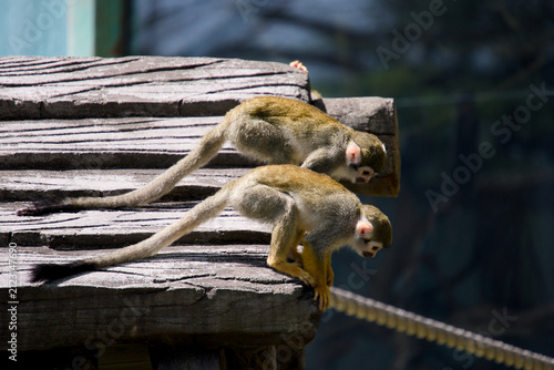 나무 플랫폼 끝에서 아래를 내려다보는 두 마리의 다람쥐원숭이 (Two squirrel monkeys looking down from the edge of a wooden platform)