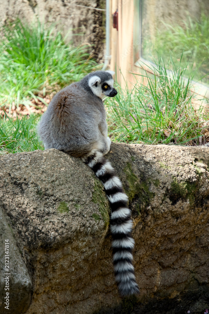 Fototapeta premium 바위 위에 앉아 줄무늬 꼬리를 늘뜨린 호랑이꼬리여우원숭이 (Ring-tailed lemur sitting on a rock with its striped tail hanging down)