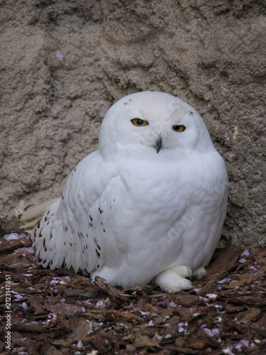 선명한 노란 눈을 가진 아름다운 흰올빼미 (Beautiful snowy owl with vibrant yellow eyes)