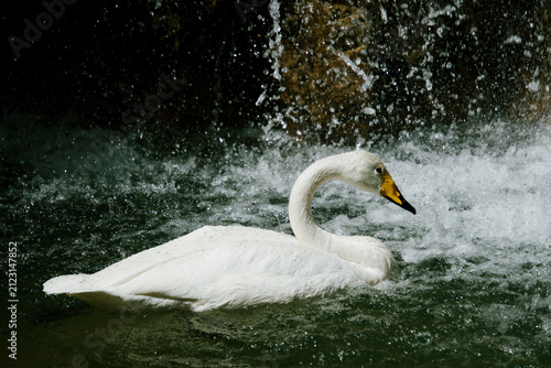 폭포 물보라 속에서 고개를 숙이고 수영하는 큰고니 (Whooper swan swimming with lowered head in waterfall spray)