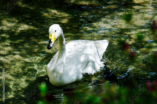 맑고 투명한 연못 위를 헤엄치며 카메라를 바라보는 큰고니 (Whooper swan swimming on clear transparent water looking at camera)
