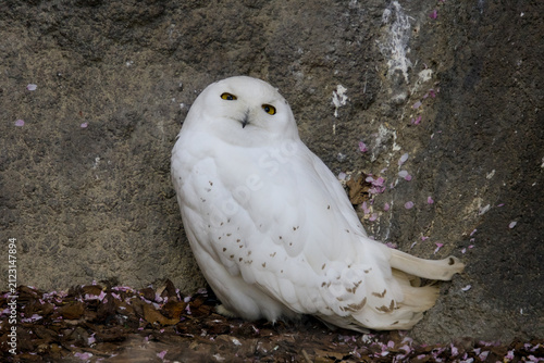 호기심 어린 표정으로 고개를 갸웃거리는 흰올빼미 (Snowy owl tilting its head with a curious expression)