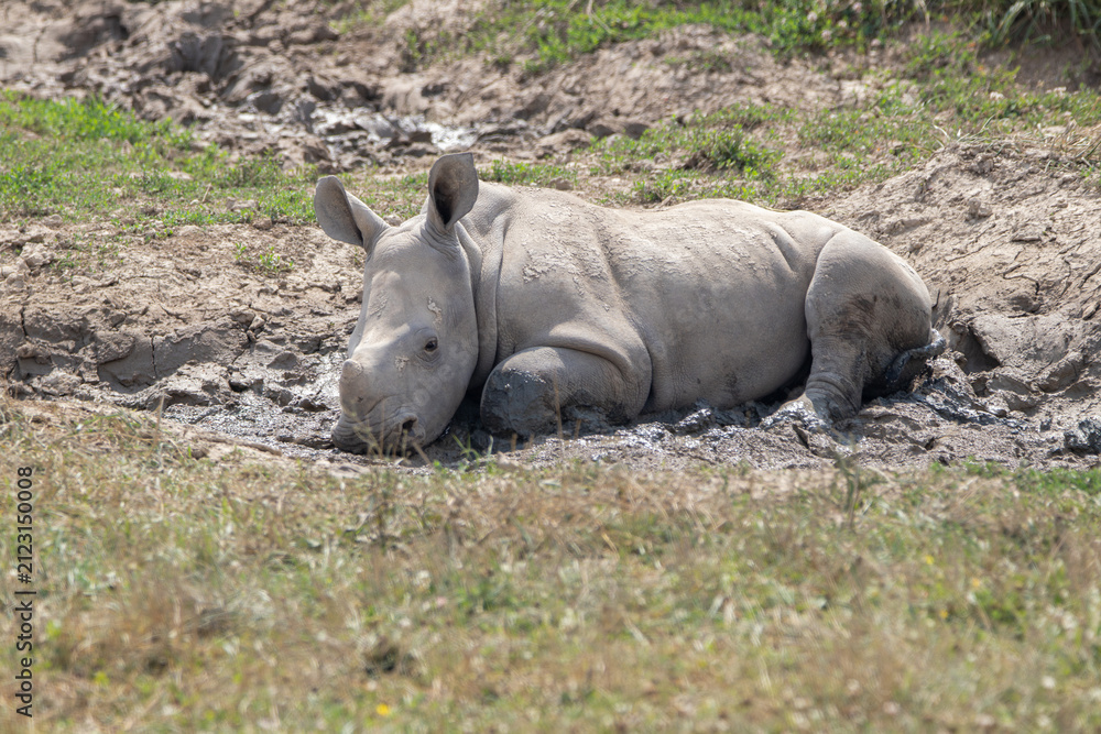 Obraz premium Southern White Rhino at a local zoo