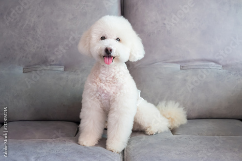 A cheerful white poodle wearing a pet diaper sits on a grey couch, smiling with its tongue out.