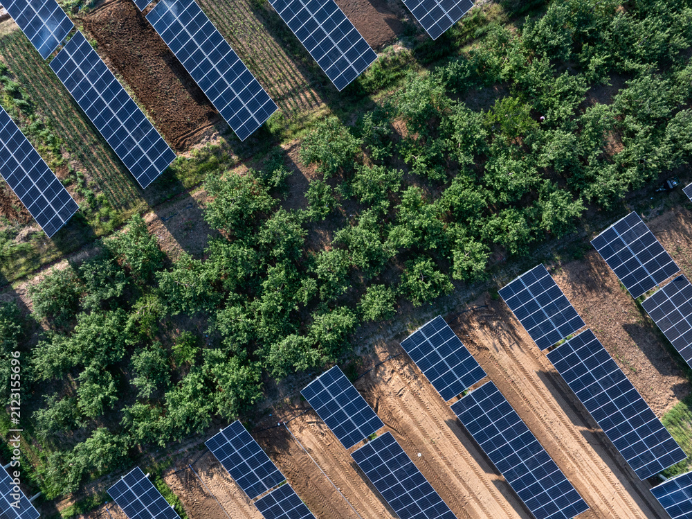 Obraz premium Aerial view of photovoltaic panel arrays installed between orchard rows showcasing agrivoltaic integration