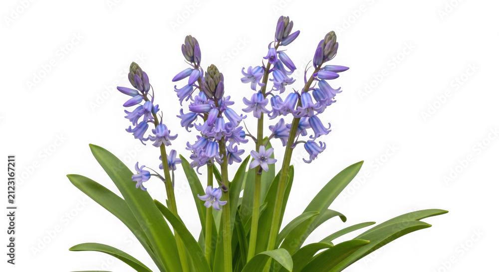 Obraz premium Beautiful bunch of bluebell flowers isolated on a clean transparent background.
