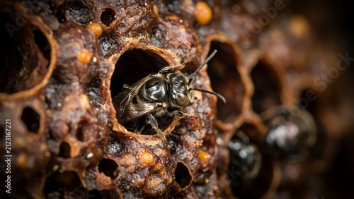 Closeup of a stingless bee emerging from its wax brood cell in a hive