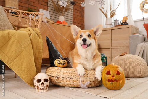 Cute Corgi dog with pumpkin...