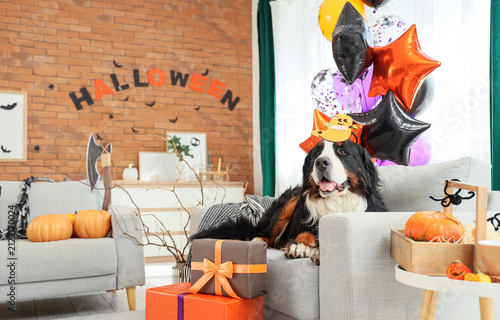 Cute Bernese mountain dog i...