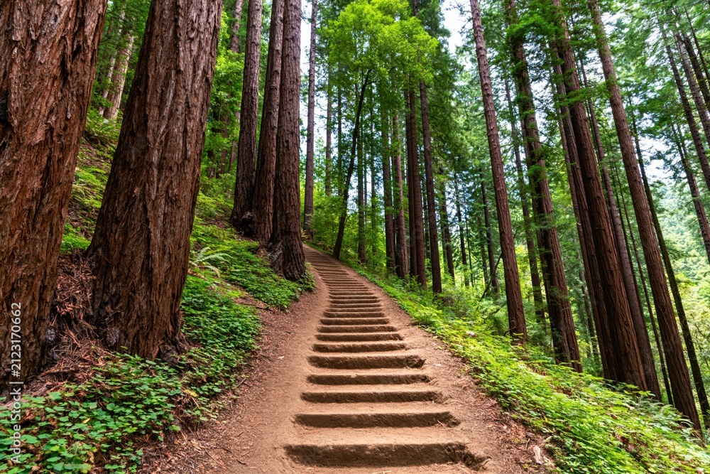 Obraz premium Forest path with wooden steps on a hiking trail through a serene redwood woodland