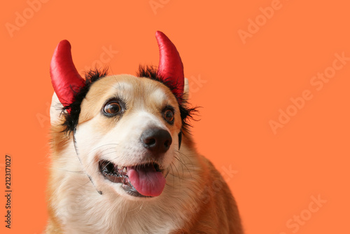 Cute Corgi dog in Halloween...
