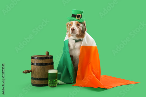 Australian Shepherd dog in ...