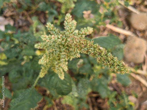 Foto Wild Green Amaranth Flower Spikes (Amaranthus viridis) Close Up, Detail of Wild