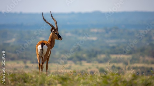 Majestic Male Impala Antelope Standing on a Grassy Hill with Scenic African Savannah Background