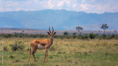 Majestic Male Impala Antelope Standing in the Grassy Savanna Plains with Scenic Mountain Background