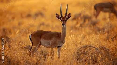 Majestic Male Impala Standing in Golden African Savanna During Sunset, Wildlife Portrait in Nature