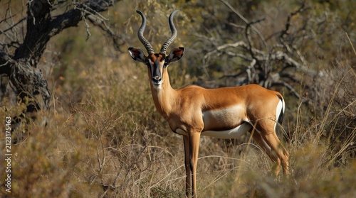 Majestic Male Impala Antelope Standing in the Golden Dry Grass of the African Savannah Wilderness