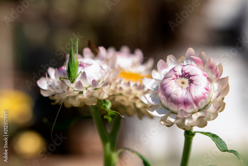 Close-up of a bush cricket sitting on flower