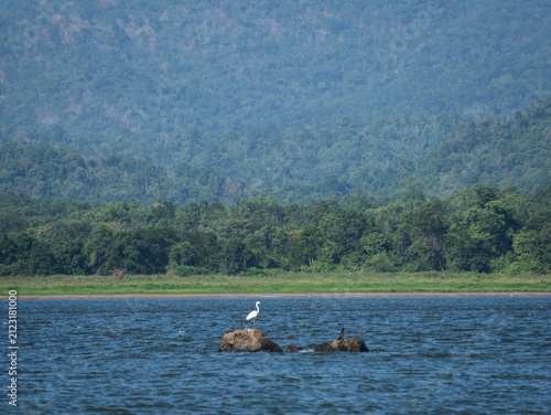 Great egret and water birds perched on rocks in a tranquil lake against a scenic mountain backdrop